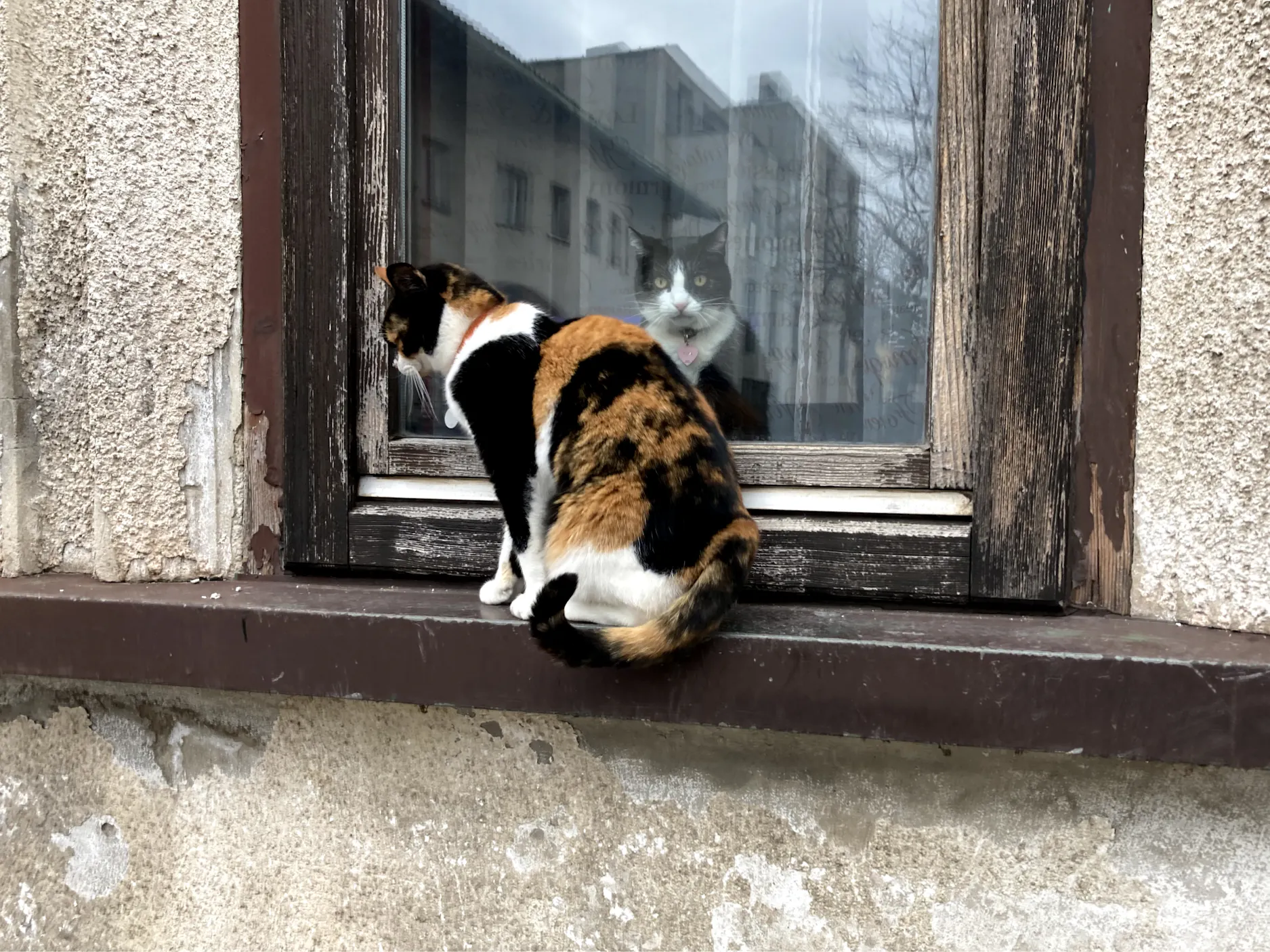 Dve mački ob oknu, ena sedi znotraj hiše in gleda ven v kamero, druga sedi zunaj na okenski polici
